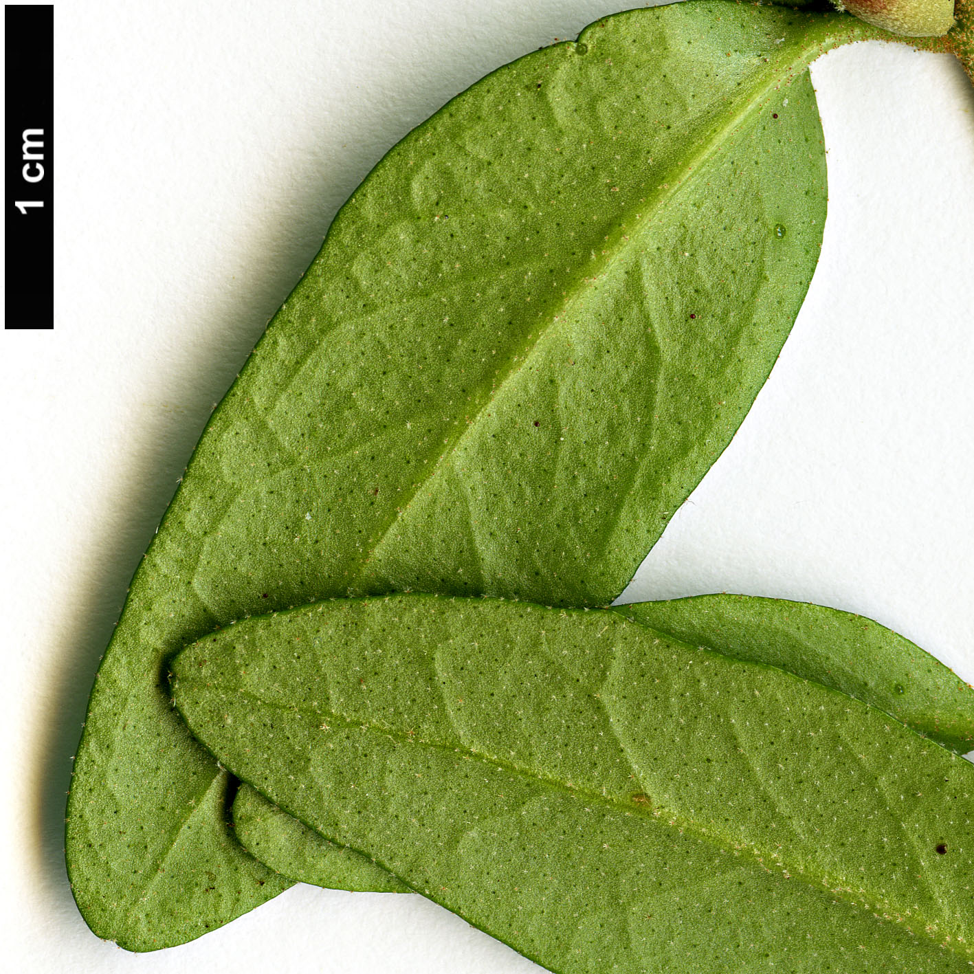 High resolution image: Family: Rutaceae - Genus: Correa - Taxon: glabra - SpeciesSub: var. turnbullii High resolution image: Family: Rutaceae - Genus: Correa - Taxon: glabra - SpeciesSub: var. turnbullii
